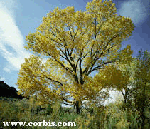 picture of Cottonwood tree