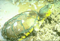 Picture of a Yellow Mud Turtle
