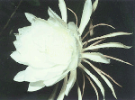 Night-blooming cereus