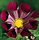 Picture of a Cosmos Flower