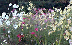 Picture of Cosmos