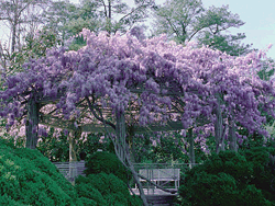 gazebo with wisteria