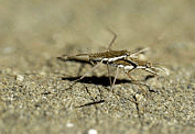 Picture of a Jesus Bug
