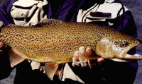 Picture of a Lunker