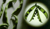 Picture of Pea Pods