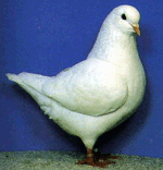 white pigeon