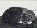 picture of grey cat like Snowboots