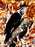 woodpecker