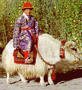 picture of yak